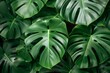 Monstera plant green leaves background