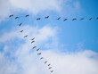 A Huge Flock of Pelicans Flying in Formation