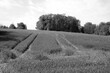 Feld auf einem Hügel mit Traktorspuren im Frühling bei Sonnenschein in der Provinz in Hörste und Hiddentrup bei Lage und Detmold im Teutoburger Wald in Ostwestfalen-Lippe in klassischem Schwarzweiß