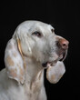 Porcelaine hound (chien de franche comte) portrait isolated on black shot in available light.