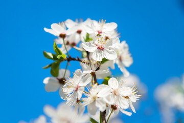 Sticker - White flowers on cherry tree with blue sky