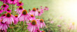 Sunlit Japanese Anemone Flowers in Wide Panoramic View