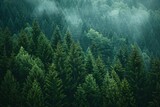 Foggy morning in the coniferous forest in summer