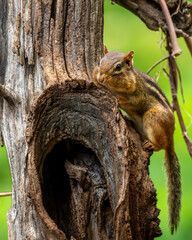 Poster - Chipmunk