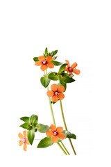 Wall Mural - Beautiful little flowers of the scarlet pimpernel (Lysimachia arvensis)