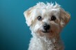 Portrait of a Maltese dog with blue eyes on a blue background