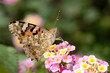 A beautiful painted lady butterfly (Vanessa cardui) suckling nectar on lantana flowers