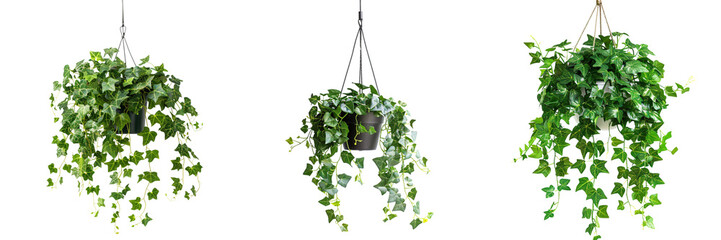 Wall Mural - Set of hanging ivy plants on pot on a transparent background