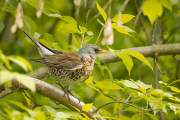 Wall Mural - A Fieldfare sits on the green branch between green leaves on a sunny spring day.