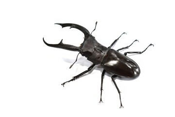 stag beetle isolated on white background.