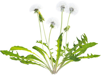 Wall Mural - Side view of dandelion plant