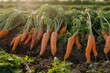 A bountiful harvest of freshly picked carrots, complete with vibrant green tops, lies on rich soil in the warm sunlight, representing the rewards of agriculture.
