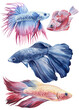 aquarium fish set watercolor isolated on white background. Marine life painting. Watercolor nautical colorful Betta fish