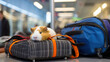 Domestic guinea pig at the airport. Traveling with a pet	
