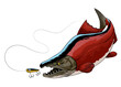 Illustration of Sockeye Salmon Fish Catching the Fishing Lure