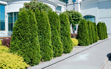 Row of Thuja trees in the city landscape on the background of a lowbuilding.  Lined tree backyard. Hedge of  beautiful white cedar (Thuja occidentalis 'Smaragd') 