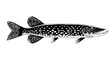 Pike Fish Hand Drawn Illustration Black and White