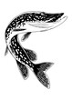 Pike Fish Jumping Out in Black and White Isolated