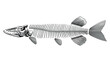 Pike Fish Skeleton in Monochrome, Dead Animal Concept
