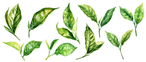 Watercolor Green Tea Leaves Set. Vector illustration isolated on white background