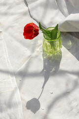 Wall Mural - Vertical image of one red fresh tulip in the vase standing on beige tablecloth. Natural light and shadows