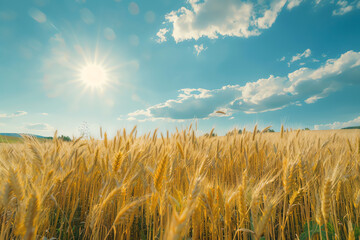 Golden wheat field under a bright blue sky with fluffy clouds during a sunny afternoon