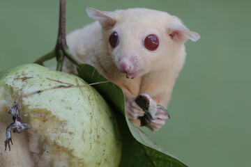 Wall Mural - An albino sugar glider is preying on a common sun skink on a branch of a guava tree. This marsupial mammal has the scientific name Petaurus breviceps.