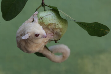 Wall Mural - An albino sugar glider is eating a guava fruit. This marsupial mammal has the scientific name Petaurus breviceps.