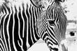 baby zebra black and white