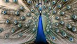 A Peacock With Its Tail Feathers Held High