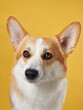 An attentive Pembroke Welsh Corgi dog sits gracefully, with ears perked, on a warm yellow background. The portrait exudes the dog noble character and friendly essence in a cozy studio setting