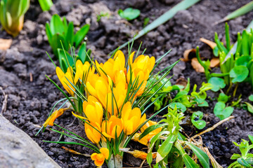 Wall Mural - Yellow crocus flower in a forest at early spring