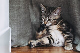 Fototapeta Do pokoju - Portrait d'un adorable chaton tigré gris en train de faire sa toilette