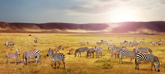 Wall Mural - herd of zebras in the ngorongoro crater at sunset. africa. tanzania.