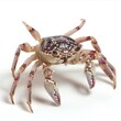 Crab isolated on a white background,   render with shadow