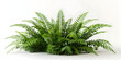 A cascading Fishtail fern or forked giant sword fern Nephrolepis spp shrub with green leaves and tropical foliage isolates a shade garden landscape on a white background
