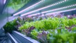 Growing Lettuce Indoors: An Overview of Hydroponic Vegetable Production Under LED Lights. Concept Hydroponic Gardening, LED Grow Lights, Indoor Farming, Vegetable Production, Lettuce Cultivation