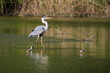 Grey heron wading through a shallows on Danube river with Wood Sandpipers around