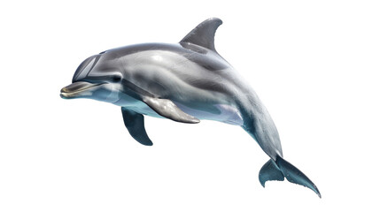 Wall Mural - dolphin isolated on transparent