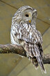 Ural owl is a night bird