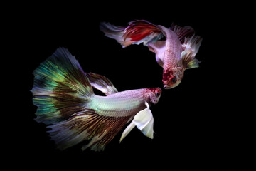 Wall Mural - Betta fish with its wonderful colors. Black background. Betta splendens.