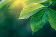 leaf texture in green abstract nature background