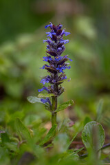 Canvas Print - Flowering runner creeping in the grass.