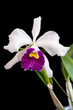 Cattleya Lily Pons is an orchid hybrid originated by Alberts/Merkel in 1947. It is a cross of C. Canhamiana x C. Priscilla. White petals with rich purple lip. Yellow in the center.