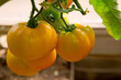 Closeup of big yellow tomatoes hanging on bush in garden