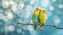 Two Cute Cuddling Budgies Perched On Branch With Blue Background As Symbol Of Love And Affection