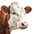 © ELmidoi-AI - Hereford cow isolated on white background, suitable for use in agricultural, livestock, or nature-related projects.