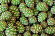 Background of green pine cones, top view. Small young green pine cones, background, texture, top view.