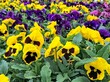 Bright colored yellow and purple pansy plants growing in a greenhouse 