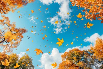 Poster - vibrant scene of golden leaves falling from towering trees